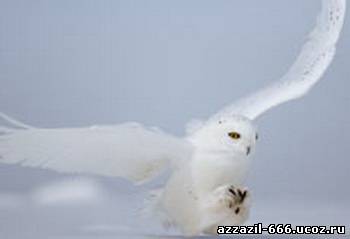 Белые крылья смерти